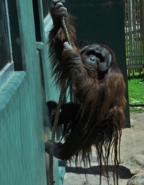 Michael, a Bornean Orangutan